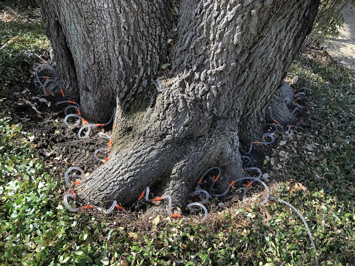 Detailed Tree Cabling and Bracing job site in Newnan