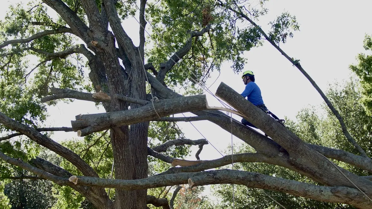 Professional Hazardous Tree Removal performed by certified arborists in Newnan