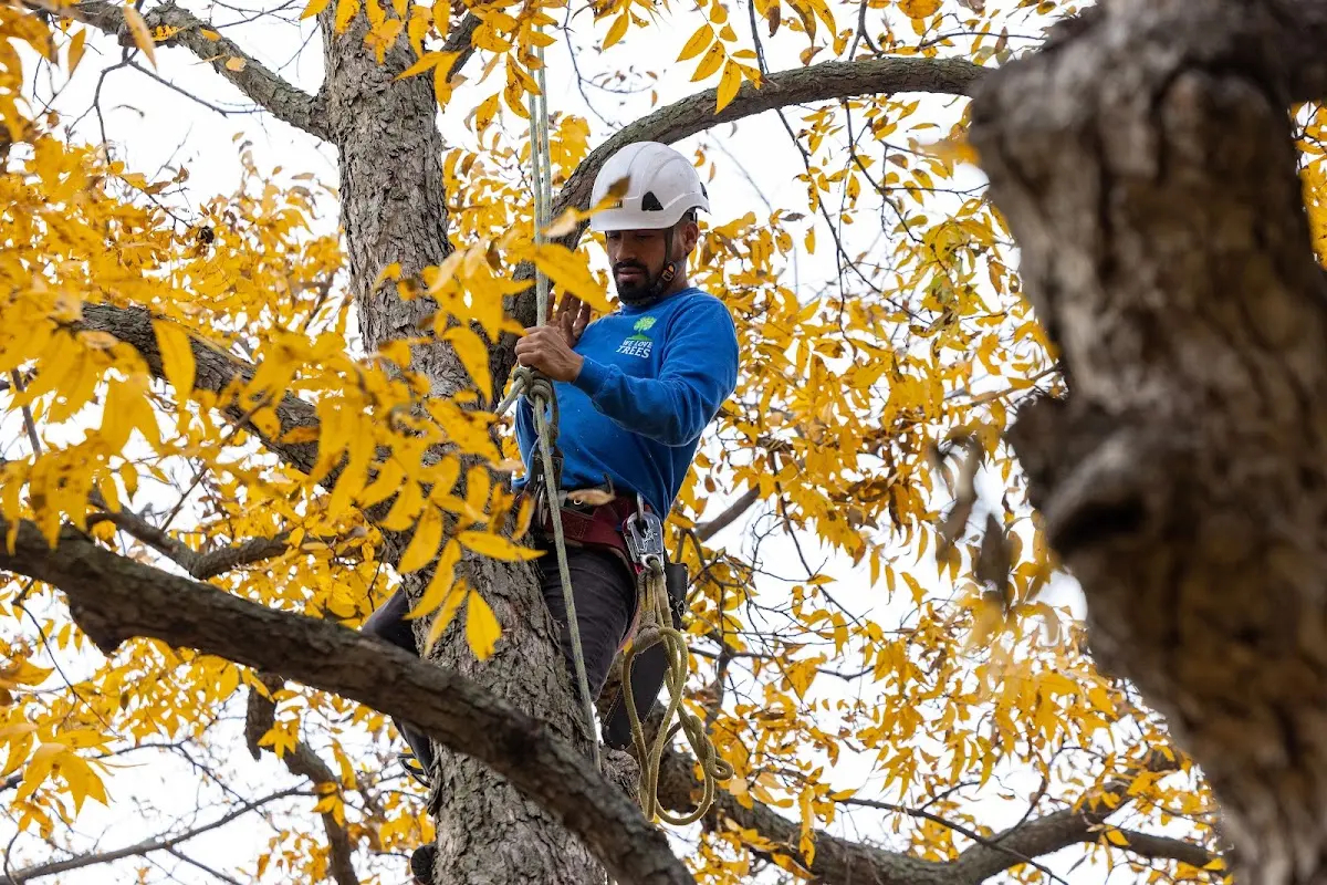Skilled Tree Transplanting crew working in Newnan